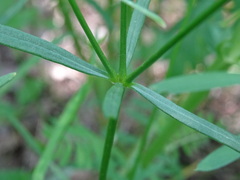 Asperula tinctoria
