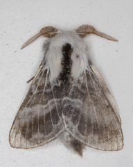 Tolype velleda