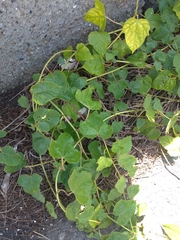 Passiflora vesicaria