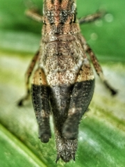 Traulia azureipennis