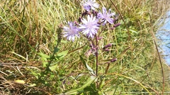 Lactuca sibirica