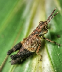 Traulia azureipennis