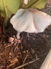 Leucocoprinus cepistipes