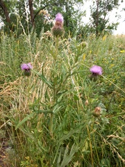 Cirsium serrulatum