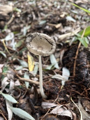 Coprinopsis lagopus