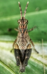 Traulia azureipennis