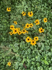 Rudbeckia