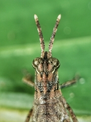 Traulia azureipennis