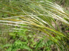 Stipa