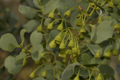 Codonocarpus cotinifolius