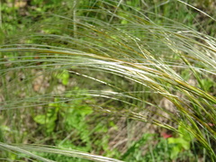Stipa