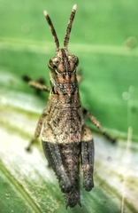 Traulia azureipennis