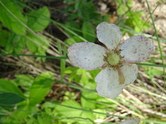 Anemonoides sylvestris