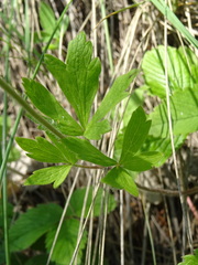 Anemonoides sylvestris