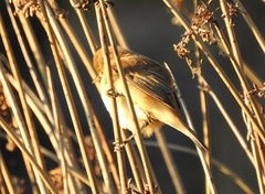 Cisticola exilis