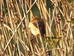 Cisticola exilis