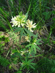 Trifolium lupinaster