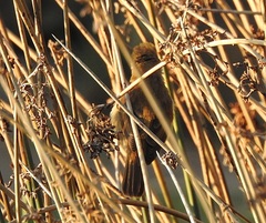 Cisticola exilis