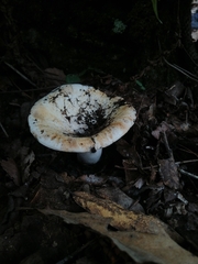 Russula delica