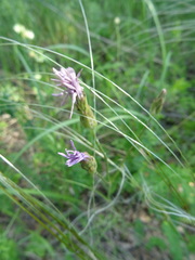 Scorzonera purpurea