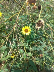 Helianthus debilis cucumerifolius