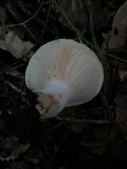 Russula delica