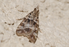 Eudonia mercurella