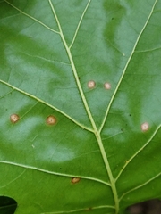 Polystepha globosa