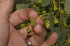 Codonocarpus cotinifolius