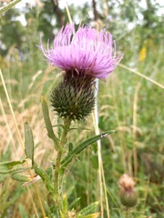 Cirsium serrulatum