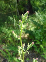 Campanula sibirica
