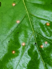 Polystepha globosa