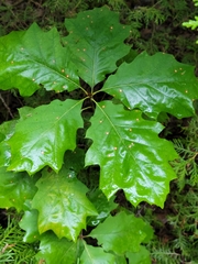 Polystepha globosa