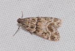 Eudonia mercurella