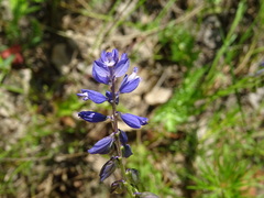 Polygala hybrida