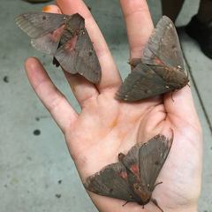 Citheronia sepulcralis