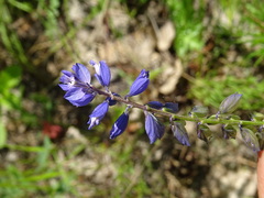 Polygala hybrida