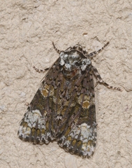 Craniophora ligustri