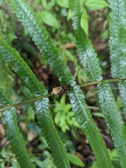 Phymatostetha rufolimbata