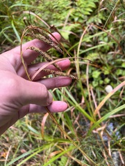Carex gynandra