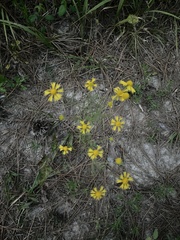 Croptilon divaricatum