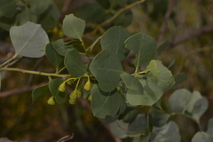 Codonocarpus cotinifolius