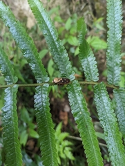 Phymatostetha rufolimbata