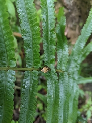 Phymatostetha rufolimbata