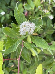 Cornus sericea