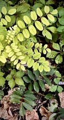 Robinia pseudoacacia