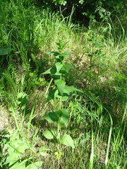 Campanula bononiensis