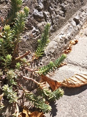 Petrosedum