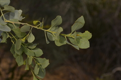 Codonocarpus cotinifolius