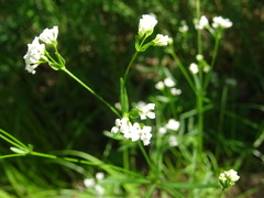 Asperula tinctoria